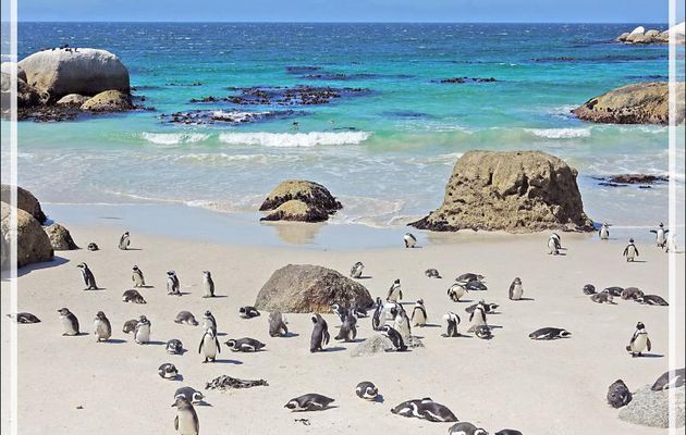 Manchots du Cap, African Penguins (Spheniscus demersus) - Boulders Beach - Simon's Town - Afrique du Sud