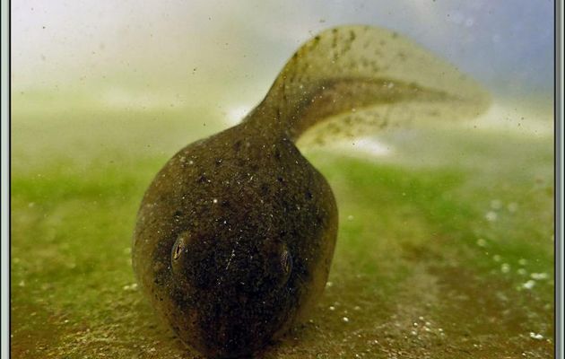 Têtard de grenouille rousse avant la pousse des pattes - Lartigau - Milhas - 31