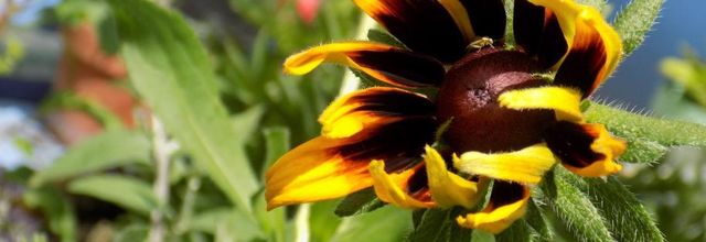 Rudbeckia