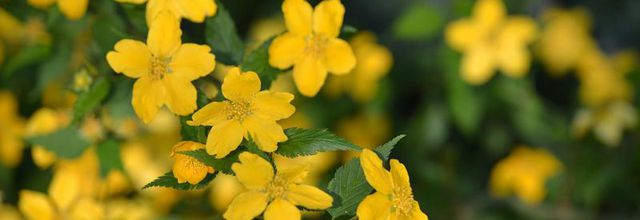 Parc floral de Paris : Corète du Japon, KERRIA japonica ‘GOLDEN GUINEA’
