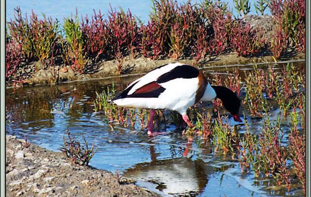 Le plat du jour : Canard Tadorne de Belon (Common Shelduck) à la Salicorne des marais - Ars-en-Ré - Ile de Ré - 17