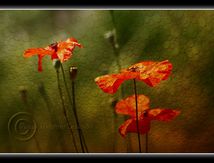 Bulles et coquelicots...
