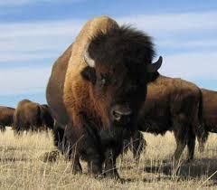 • AOUT 2025 •CHARGING BUFFALO – USINE DE TRANSFORMATION DU BISON