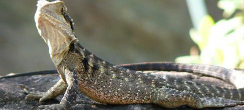 Lezard 2