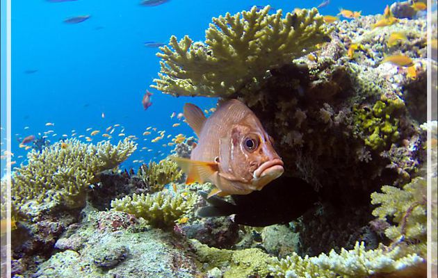 Poisson-écureuil à grande mâchoire, Marignan sabre, Soldat armé, Poisson-écureuil à épines, Sabre squirrelfish (Sargocentron spiniferum) - Moofushi - Atoll d'Ari - Maldives