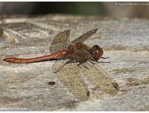 Sympétrum strié ♂ - Sympétrum striolatum
