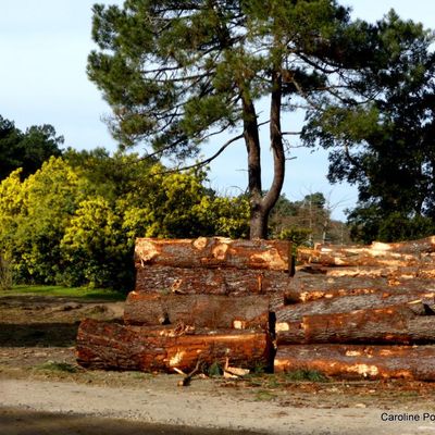  Le bois coupé et le mimosa