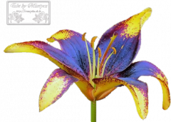Flower's 7.