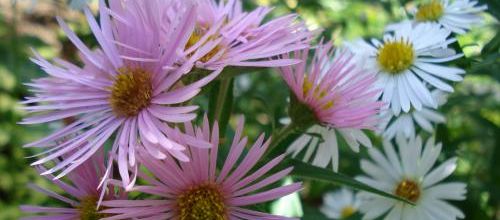les asters de mon jardin