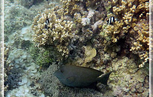 Chirurgien strié ou Maïto, Lined bristlethooth or Striated surgeonfish (Ctenochaetus striatus) - Moorea - Polynésie française