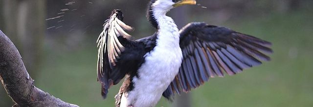 Ménagerie du Jardin des Plantes : Le Cormoran Pie