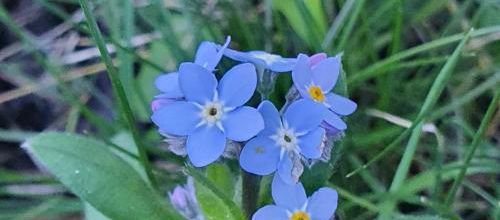 forget me not