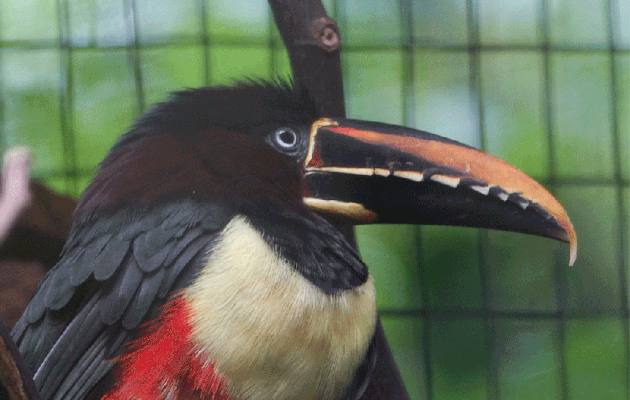 Animation .gif : Araçari à oreillons roux, Chestnut-eared Aracari (Pteroglossus castanotis) - Parque das Aves - Foz do Iguaçu - Brésil