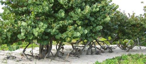 Raisiniers bord de mer...