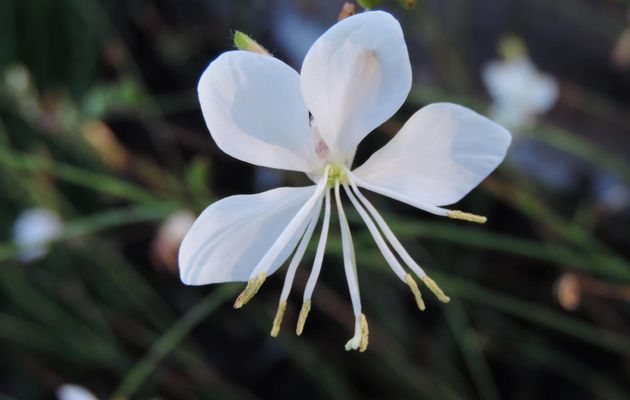 une fleur en macro  !