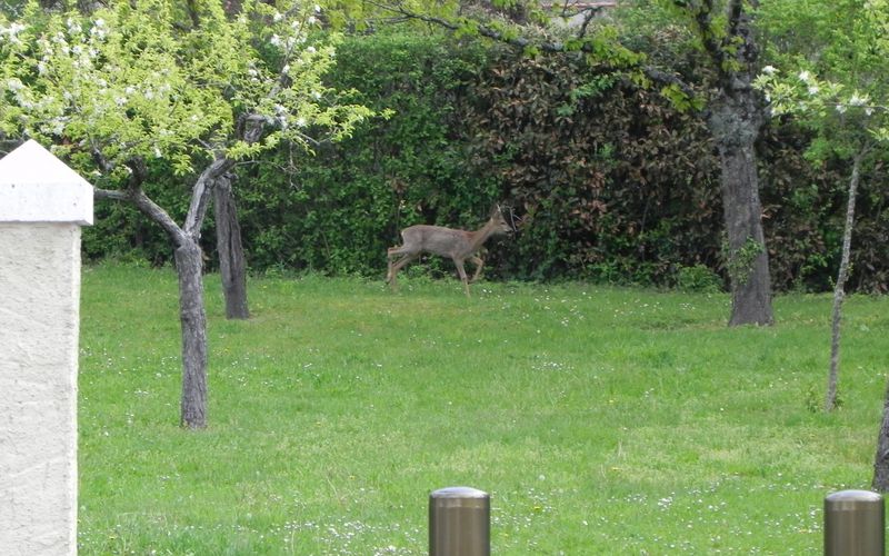Photo insolite ! la biche qui ...
