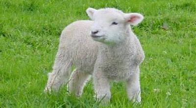 L'agneau et sa symbolique