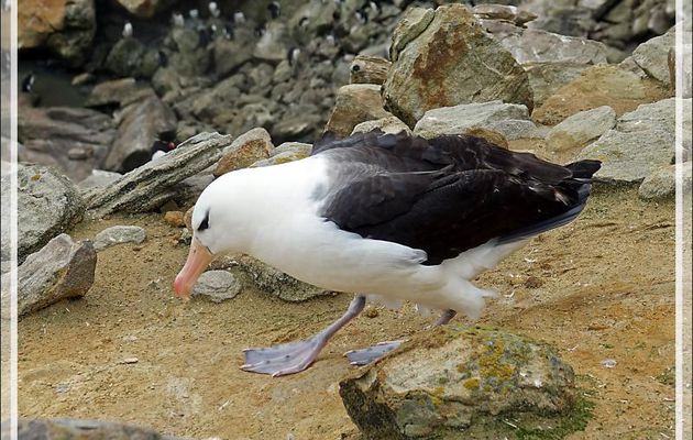 L'envol de l'Albatros à sourcils noirs, Black-browed Albatross (Thalassarche melanophris) - Coffin's Harbour - New Island - Falkland (Malvinas, Malouines) - Grande-Bretagne