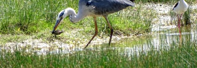 Oiseaux dans le marais breton (44) juin 2022