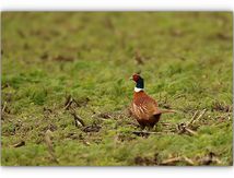 La chasse fermée et rescapé... il ose le champ bien dégagé.