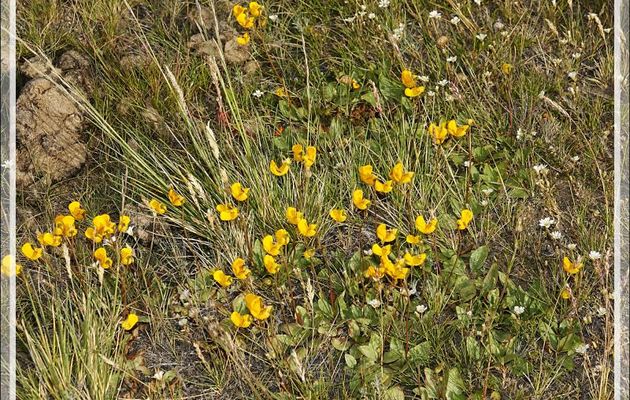 Une autre sorte de Zapatito de la Virgen ou Capachito (Calceolaria polyrhiza) - Autour du Glaciarium - El Calafate - Patagonie - Argentine