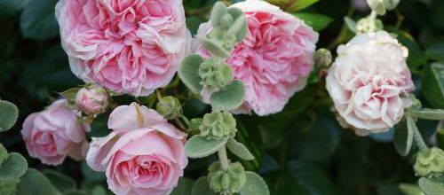 Un jour une rose : Bossa Nova