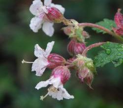 Premier geranium