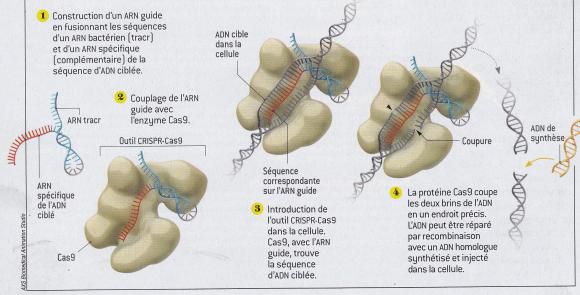 Modification génétique précise de cellules végétales et animales