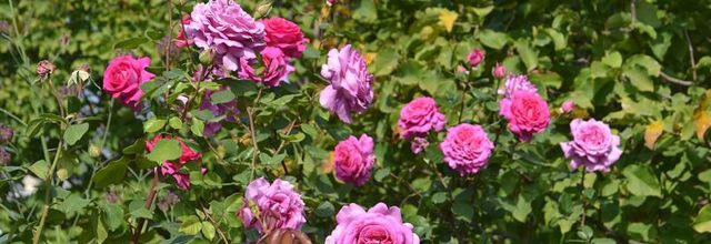 Les roses du Jardin du Palais-Royal