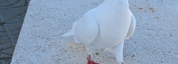 des oiseaux à Calpe - Espagne