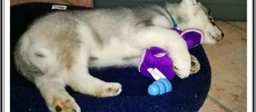 Les joujoux des p'tits loups (13 mars 2018)