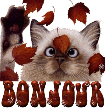 CHATS  DANS LES FEUILLES D'AUTOMNE