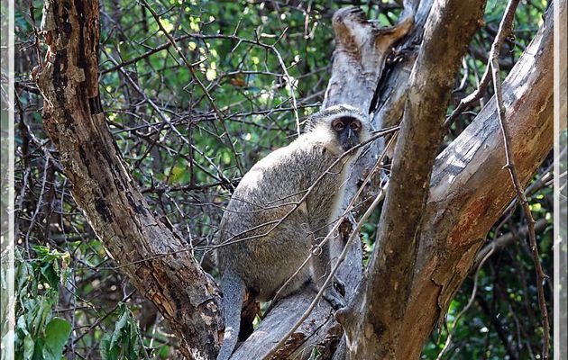 Singe Vervet, Singe vert, Chlorocebus (Cercopithecus æthiops) - Chutes Victoria - Zimbabwe