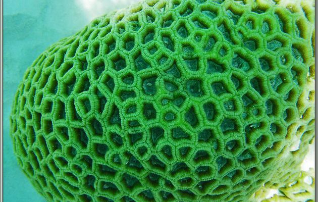 Superbe patate de corail vert - Anse de Port Launay - Mahé - Seychelles 