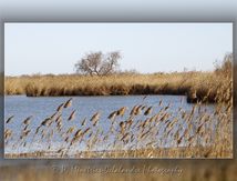 Paysages de Camargue...