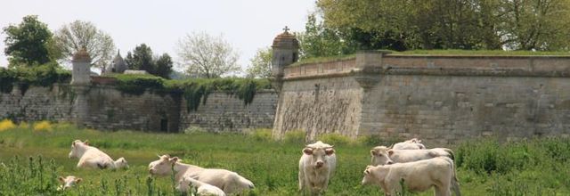 LA FAMILLE CIGOGNE S'AGRANDIT ... MARAIS DE BROUAGE et BEAUGEAY (17)