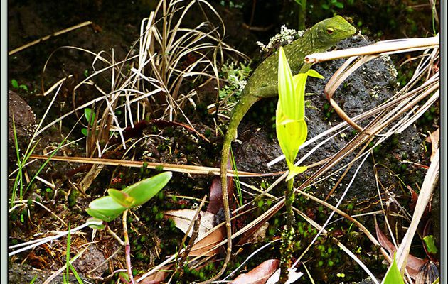 Images du Costa Rica transférées depuis mon ancien blog