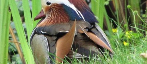 ... un bien joli canard...
