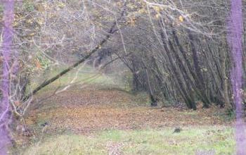 Bois d'automne