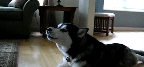 Ce Husky chante sur une chanson de Gwen Stefani