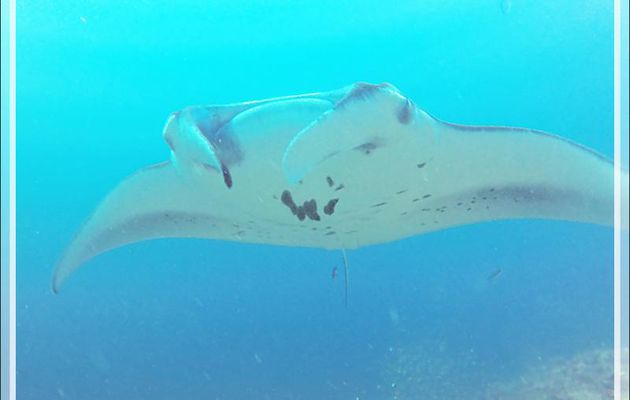 Raies mantas de récif ou Raies mantas d'Alfred, Reef manta rays (Manta alfredi) - Moofushi - Atoll d'Ari - Maldives
