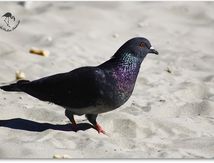 Pigeon biset - Columba livia