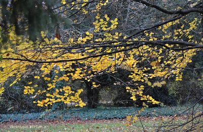 Automne : Poème : Nature en deuil de Sybille Rembard (2008)