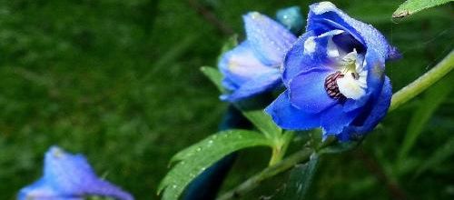 L'oiseau bleu végétal