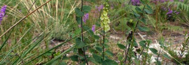 Teucrium scorodonia  -  germandrée scorodoine