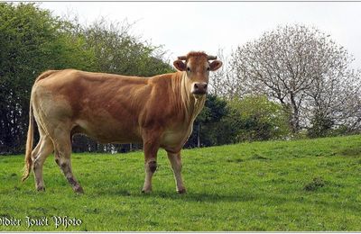 Vache (3)