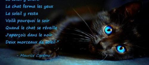 Petite pensée féline 