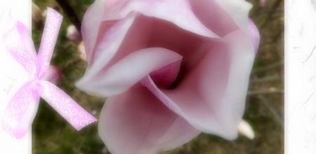 Carnet Rose ...