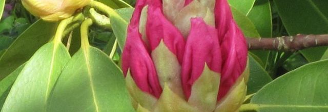 Au jardin...