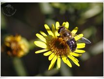 Eristalis tenax femelle - éristale gluant ou éristale tenace